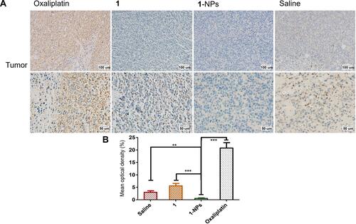 Figure 9 Photography of immunohistochemical staining of iNOS in tumor tissues from mice treated by 1, 1-NPs, oxaliplatin and saline. (A) Representative micrographs. (B) Quantified data of immunohistochemistry analysis.