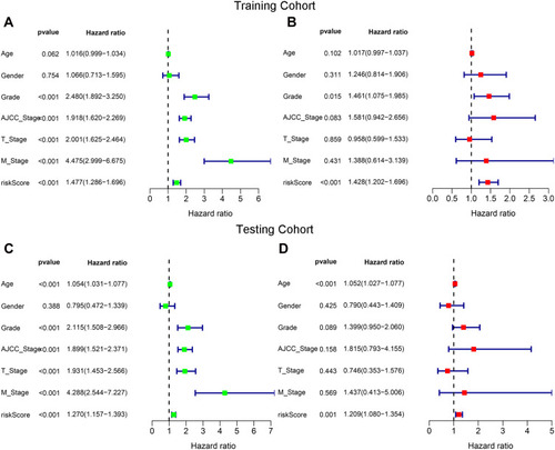 Figure 6 Determination of the independent prognostic factors through univariate and multivariate Cox regression analyses. The risk score was an independent prognostic factor in the training (A and B) and the testing (C and D) cohorts.