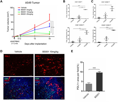 Figure 5 BS001 inhibits tumor growth in xenograft A549 models.