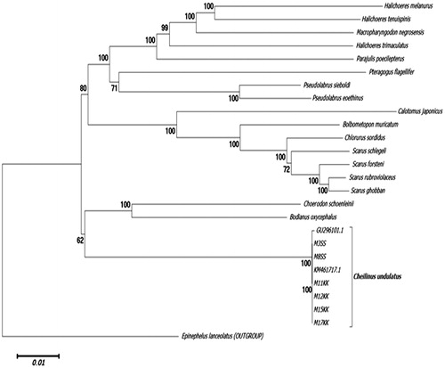 Figure 1. Molecular phylogeny of Cheilinus undulatus and 17 other Labridae species based on complete mitochondrial genome using neighbour-joining method (1000 bootstrap). The complete mitochondrial genome is downloaded from NCBI database and the phylogeny tree is constructed by MEGA6 software. The accession number for each gene used in the tree construction is listed as follows: Halichoeres melanurus (AP006018.1), H. tenuispinis (EU082205.1), H. trimaculatus (EU087704.1), Macropharyngodon negrosensis (KP013102.1), Parajulis poecilepterus (EF192032.2), Pteragogus flagellifer (EF409976.2), Pseudolabrus sieboldin (AP006019.1), P. eoethinus (EU560728.1), Calotomus japonicus (AP017568.1), Bolbometopon muricatum (KY235362.1), Chlorurus sordidus (AP006567.1), Scarus schlegeli (FJ595020.1), S. forsteni (FJ619271.1), S. rubroviolaceus (FJ227899.1), S. ghobban (FJ449707.1), Choerodon schoenleinii (KM487697.1), Bodianus oxycephalus (KT591189.1), Cheilinus undulatus (GU296101.1, KM461717.1). Epinephelus lanceolatus (FJ472837.1) was used as the outgroup.