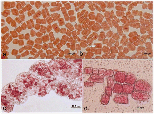 Figure 1. (Color online) Phases of mitosis in A. orientalis root tip cells, stained with orcein. (a) Prophase, metaphase, anaphase and telophase; (b) metaphase and bridge formation in anaphase (arrow); (c) after acetone treatment; (d) before acetone treatment.