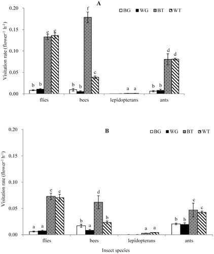 FIGURE 2. Means (±1 SE) pollinator visitation rates for four flower types [blue and protogynous flowers (BG), white and protogynous flowers (WG), blue and protandrous flowers (BT), and white and protandrous flowers (WT)] at the (A) middle and (B) late stages of the flowering period. The means are daily averages, which were calculated from hourly observations. n = 5 observations per day for each flower type.