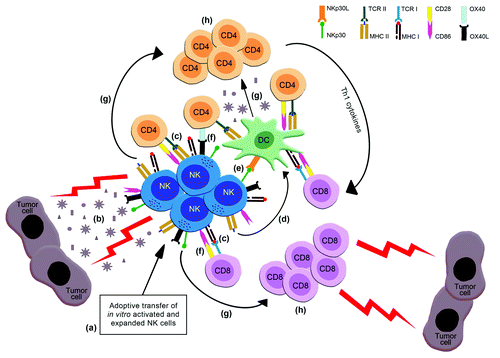 Figure 1. Adoptive transfer of ex vivo activated and expanded NK cells can act as tumor-specific active immunotherapy, inducing long lasting anti-tumor T cell responses. NK cells can be effectively activated and expanded in vitro by cytokines in combination with GCs and/or other “stress” signals (a). Adoptively transferred activated NK cells can lyse tumor cells thus leading to the release/ production of apoptotic bodies/TAAs (b). Such tumor-derived material will be processed and presented to CD4 and CD8 T cells (i) directly, by the activated NK cells which express MHC class I and class II molecules (c) or (ii) indirectly, through NK cell-mediated activation and polarization of DCs. This can be achieved by activated NK cell-produced cytokines (IFNγ, TNFα, GM-CSF) (d) or by direct cell-to-cell contact (i.e., NKp30-NKp30L) (e). Furthermore, activated NK cells expressing costimulatory molecules (e.g., CD86, OX40L, etc) can provide efficient costimulation to T cells (through CD28, OX40, etc) (f). The concerted action of cytokines produced by the activated NKs and DCs (IFNγ, IL-12) (g) will support Th1 responses. The effective priming and restimulation of T cells by NK cells and/or DCs will induce the proliferation and differentiation of CD4+ and CD8+ into effector/memory and central memory cells that can confer long lasting antitumor immunity (h). Improvement of these responses can be achieved through inhibition of immunomodulatory mechanisms (e.g., Treg cell and MDSC elimination/ inhibition, anti-CTLA4 or anti-PD1 targeting etc) as applied in other vaccination strategies (e.g., peptide vaccines, whole cell vaccines, DC-based vaccines etc.).