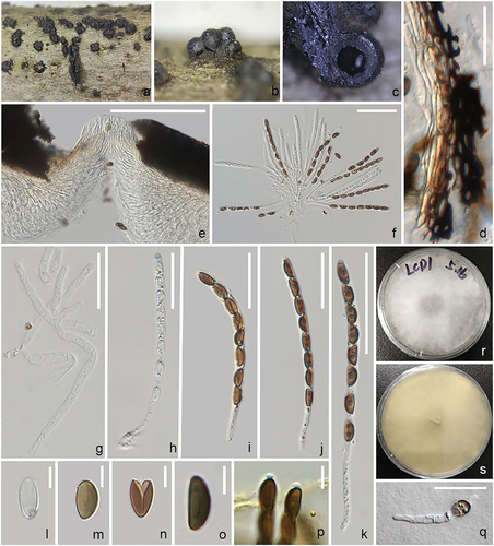 Figure 7. Annulohypoxylon lancangensis (holotype). (a–c) Stromata habit on wood. (d) Section of peridium. (e) Section of ostiole. (f) Asci with paraphyses. (g) Paraphyses. (h–k) Asci. (l–n) Ascospore. (o) Ascospore in 10% KOH. (p) Ascus in Melzer’s reagent, showing the J+, subapical ring. (q) Germinating ascospore. (r,s) Colony on PDA medium. Scale bars: d, q = 20 μm, e = 200 μm, f, g, k = 50 μm, h – j = 30 μm, l – o = 5 μm, p = 10 μm.