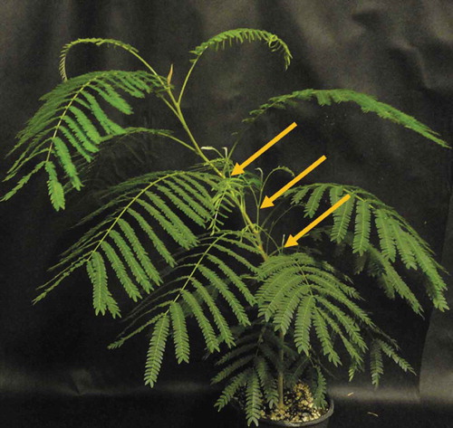Figure 1. Shade-grown Serianthes nelsonii plants fail to maintain orthotropic stem orientation, and leaning leads to undesirable lateral bud break that reduces plant quality (yellow arrows).