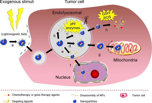 Figure 4 MSR-DDSs can promote cellular internalization through (a) charge reversal or ligands re-emergence under exogenous stimuli; Subcellular-stimuli of lysosomal environment trigger (b) NPs disintegration or effective endosomal escape (c, size shrinkage; d, charge reversal; e, ligands re-emergence) for further (f) nuclear localization and (g) mitochondrial targeting, and cellular-stimuli of the high level of GSH/ROS can induce (h) breakdown of NPs for agents release.