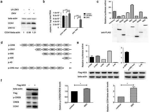 Figure 4. NS3 protein of ZIKV activates the CRE in the CCN1 promoter and induces CREB phosphorylation and CCN1 expression. (a) and (b) CCF-STTG1 cells were infected with ZIKV or UV-ZIKV for 2 h. (a) Cells were harvested 24 h post-infection for western blot analysis. (b) Cells were harvested 12 h post-infection for RT-qPCR analysis. Densitometry from CCN1 blots normalized for beta-actin were labeled below the blots. Double standard curve method was used for RT-qPCR. The formula of the standard curve is as follows: human-gapdh y = −0.438x + 14.02, human-ccn1 y = −0.262x + 10.90, ZIKV RNA y = −0.243x + 10.42. (c) HEK293T cells were grown to 40–50% confluence in 12-well plates and co-transfected with 1500 ng of pCAGGS-Flag-NS, 250 ng of p-2299, and 50 ng of pRL-TK using ProFection calcium phosphate reagents. Subsequently, 24–48 h post-transfection, the cells were collected for luciferase detection. (d) Diagram of series CCN1 promoter mutant containing various cis-elements. (e) HEK293T cells were grown in 12-well plates and co-transfected with 1500 ng of pCAGGS-Flag-NS3, 250 ng of p-2299, p-2001, p-895, p-409, p-40 or p-CRE-mut, and 50 ng of pRL-TK using ProFection calcium phosphate reagents. Subsequently, 24–48 h post-transfection, the cells were collected for luciferase detection. (f) CCF-STTG1 cells were transfected with 2000 ng Flag-NS3 per well in a 6-well plate using LipofectamineTM 3000. The cells were subsequently harvested for western blot at 24 h post-transfection.The relative p-CREB and CCN1 protein levelin three experiments were summarized in the bar graph on the right. Each experiment was repeated three times. Statistical analyses were performed using GraphPad Prism 6.0 software. Data are expressed as the mean ± standard deviation (SD). (*, P < 0.05; ***, P < 0.001)