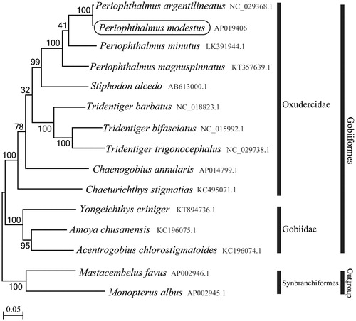 Figure 1. Phylogenetic position of Periophthalmus modestus based on a comparison with the complete mitochondrial genome sequences of 14 species. The analysis was performed using MEGA 7.0 software. The accession number for each species is indicated after the scientific name.