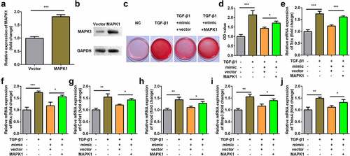 Figure 7. Overexpression of MAPK1 reversed the effect of miR-378a-3p mimic. (a-b) Transfection efficiency of MAPK1 vector. (c-d) Sirius Red staining and OD value measurement of TDSCs on day 7 after miR-378a-3p mimic and MAPK1 vector transfection. (e-j) RT-qPCR was conducted to measure the expressions of SCX, Mkx, COL1a1, Fmod, Mmp3 and Thbs4 after miR-378a-3p mimic and MAPK1 vector transfection. *P < 0.05, **P < 0.01, ***P < 0.001.