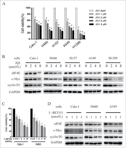 Figure 1. BET inhibitors suppressed the growth of the NSCLCs as well as decreased eIF4E expression. A, NSCLC cells, including Calu-1, H460, H157, A549, and H1299, were treated with different concentrations of JQ1 for 3 days and subjected to SRB assay. B, the NSCLC cells were treated with 0–8 μmol/L JQ1 as indicated for 24h, then the whole-cell lysates were prepared and subjected to western blot assay. C, Calu-1 and H460 cells were treated with I-BET 151 for 3 days and subjected to SRB assay. D, Calu-1 and H460 cells were treated with 0–5μmol/L I-BET 151 as indicated for 24h, then the whole-cell lysates were prepared and subjected to western blot assay. Columns, means of four replicate determinations; bars, SD. *, P < 0.05 vs control. The data are representatives of three independent experiments.