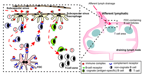 Figure 6. Schematic representation of the role of subcapsullar sinus macrophages in the transport of immune complexes to FDC in the LN. (1) Subcapsullar sinus macrophages capture lymph borne immune complexes in the subcapsullar sinus which they transcytose intact across their surfaces to underlying follicular B cells. (2) Non-cognate B cells acquire the immune complexes via their complement receptors and (3) deliver them to FDCs. (4) Cognate (antigen-specific) B cells, in contrast, acquire antigen-containing immune complexes via their B-cell receptors, become activated and (5) migrate to the boundary of the T-cell zone.