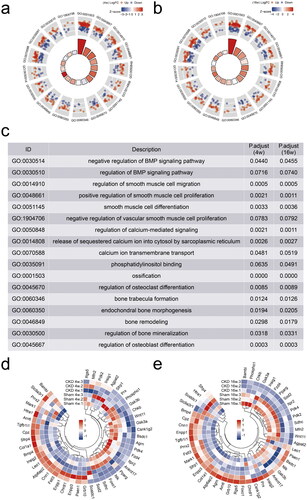 Figure 6. RNA sequencing identified inositol 1,4,5-trisphosphate receptor type 2 (ITPR2) significantly downregulated in the aortas of CKD–MBD rats. a and b, Gene Ontology (GO) databases analysis representatively on the differentially expressed genes at 4 and 16 weeks. c, Description of GO databases analysis representatively. d and e, Clustering heatmap of 46 differentially expressed genes between the CKD and sham groups at 4 and 16 weeks. The experiment was conducted in triplicates, |Fold change| ≥ 2, p < .05.