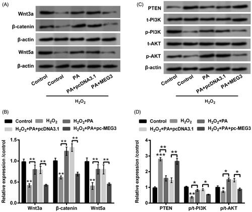 Figure 6. PA expedited Wnt/β-catenin and PTEN/PI3K/AKT activations in H2O2-managed PC12 cells through adjusting MEG3 expression. PC12 cells were received pc-MEG3 and pcDNA3.1 transfection meanwhile were managed with H2O2 (200 µM) and PA (1 µM), western blot was conducted to estimate the protein levels of (A,B) Wnt3a, β-catenin and Wnt5a as well as (C,D) PTEN, p/t-PI3K and p/t-AKT in above-managed PC12 cells. *p < .05, **p < .01, ***p < .001.