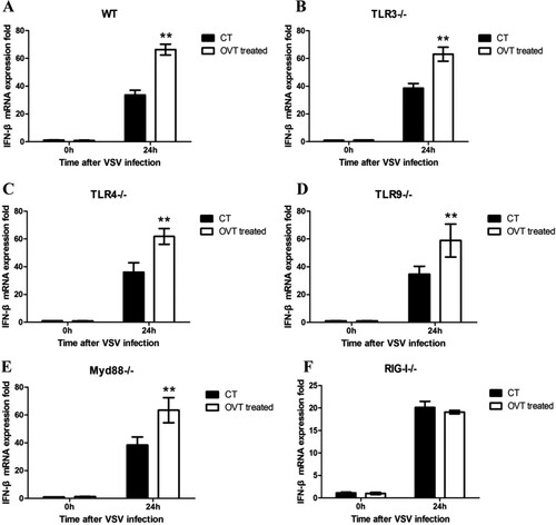 Figure 3. Signalling pathway of the production of type I IFN. (A) VSV-infected different mice peritoneal macrophages which were pretreated with medium or 100 ng/mL final concentration of OVT for 24 h, then detect the IFN-β gene expression. (A) Wild-type C57 mice peritoneal macrophages. (B) TLR3-deficient mice peritoneal macrophages. (C) TLR4-deficient mice peritoneal macrophages. (D) TLR9-deficient mice peritoneal macrophages. (E) MyD88-deficient mice peritoneal macrophages. (F) RIG-I-deficient mice peritoneal macrophages. Data shown are mean ± SD of triplicate measurements. Compared with the control group: *p < .05 and **p < .01. All data are representative of three independent experiments.