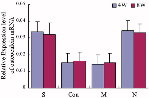 Figure 5. Expression of osteocalcin mRNA. The group S was treated with both steroid and adenovirus shuttle vectors carrying siRNA targeting the PPARγ gene, group Con was treated with both steroid and a vector carrying irrelative sequence, group M was treated with steroid only, group N received no treatment serving as control. Statistical difference among 4 groups was assessed by analysis of variance, in week 4: F = 21.89, p = 0.00; in week 8: F = 16.72, p = 0.00. In week 4 and week 8, group S: compare to group Con and M, p < 0.05, compare to group N, p > 0.05; group Con: compared to group M, p > 0.05, compared to group N, p < 0.05; group M: compared to group N p < 0.05.