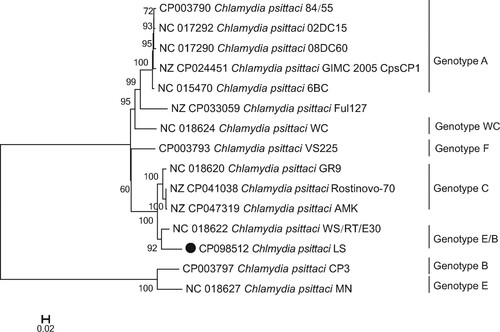 Figure 4. Phylogenetic relationship of C. psittaci LS strain and other genotypes of C. psittaci. Maximum-likelihood phylogeny for Chlamydia. The phylogeny was based on the alignment of concatenated core genes with the recombination region removed. The GenBank accession number of the whole-genome sequence of LS strain isolated in the present study is CP098512.