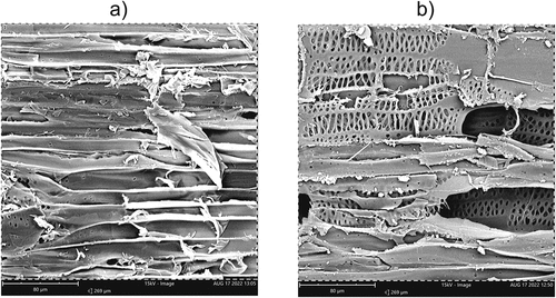 Figure 9. Longitudinal section through flax (a) and hemp (b) shives, magnification 1000 × .