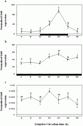 Figure 7.  Diurnal variations in the levels of Exo-RH mRNA in the cultured pineal gland in vitro as measured by quantitative real-time PCR. The pineal gland was maintained under a 12:12 light:dark (LD) cycle (a), constant dark (DD) (b) and constant light (LL) (c). Each mean value and error bar indicates the pineal gland from 10 fish. Total pineal gland RNA (2.5 g) was reverse transcribed and amplified. The results are expressed as the normalised expression levels with respect to the levels of β-actin and GAPDH in the same sample. The white bar represents the photophase and the black bar, the scotophase. Different letters indicate that values are statistically different in Zeitgeber time (ZT) and Circadian time (CT) (p < 0.05). All values represent means±SD (n = 5).