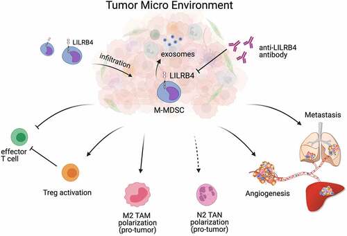 Figure 7. The tumor-promoting function of LILRB4/gp49B in MDSC-mediated tumor metastasis. LILRB4/gp49B facilitates M-MDSCs infiltration in tumor environment, and promotes MDSC-mediated tumor metastasis by promoting the activation of Treg cells, inhibiting Teff cells, enhancing cancer cell migration, and accelerating angiogenesis. In addition, LILRB4/gp49B suppresses anti-tumor miR-1 family microRNAs (miRNAs) expressed in MDSC-derived exosomes.