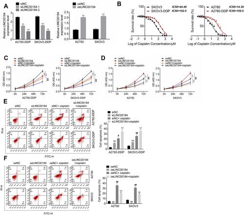 Figure 2 LINC00184 facilitated proliferation and cisplatin resistance, and inhibited apoptosis of OC cells and cisplatin-resistant OC cells. (A) After transfection, qRT-PCR was used to detect the transfection efficiency of OC cells. **p<0.01 compared with the siNC group or oeNC group. (B) CCK-8 assay was used to detect cisplatin resistance in OC cells. The IC50 was calculated using the LOGIT method. (C) CCK-8 assay for A2780-DDP and SKOV3-DDP cell proliferation. **p<0.01 compared with the siNC group. ##p<0.01 compared with the siNC + cisplatin group. (D) CCK-8 assay for A2780 and SKOV3 cell proliferation. **p<0.01 compared with the oeNC group. ##p<0.01 compared with the oeNC + cisplatin group. (E) Flow cytometry for A2780-DDP and SKOV3-DDP cell apoptosis. **p<0.01, #p<0.05 and ##p<0.01 compared with the siNC group. ^^p<0.01 compared with the siNC + cisplatin group. (F) Flow cytometry for A2780 and SKOV3 cell apoptosis. **p<0.01 and ##p<0.01 compared with the oeNC group. ^^p<0.01 compared with the oeNC + cisplatin group. All experiments were performed in triplicate.