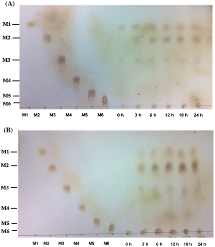 Fig. 2. Hydrolysis of PKM and CM by the recombinant BCC4525 β-mannanase for MOS production. Hydrolysis of PKM (A) and CM (B) was carried out at various time intervals before the reaction products were detected by TLC.