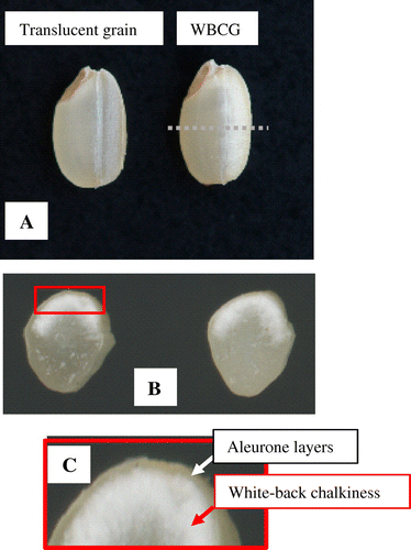 Figure 2. Phenotype of WBCG. A: Overview of whole grain, B: Median transversal section of WBCG, C: Magnified view at chalky part. The outermost position indicated by white arrow is aleurone layers at dorsal side of the grain. The phenotype of starchy endosperm adjacent to dorsal aleurone layers is called as white-back chalkiness (red arrow).