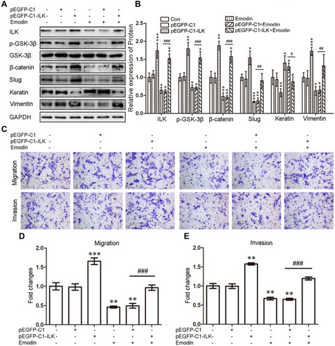 Figure 4 Exogenous expression of ILK facilitated the migration and invasion abilities of CESs by enhancing the EMT, which can be abrogated by emodin. (A). Representative Western blots showing the expression of ILK, p-GSK-3β, β-catenin, slug, keratin and vimentin in CESs after transfection pEGFP-C1-ILK with or without the treatment with emodin. (B). Quantitative analysis of ILK, p-GSK-3β, β-catenin, slug, keratin and vimentin in CESs after transfection pEGFP-C1-ILK with or without the treatment with emodin (relative to CESs transfected with pEGFP-C1; *P < 0.05, **P < 0.005, ***P < 0.001, #P < 0.05,##P < 0.005 and ###P < 0.001). (C). Representative transwell migration and invasion assay of CESs after transfection pEGFP-C1-ILK with or without the treatment with emodin. (D). Quantification of migration abilities of CESs after transfection pEGFP-C1-ILK with or without emodin (relative to CESs transfected with pEGFP-C1; **P < 0.005, ***P < 0.001 and ###P < 0.001). (E). Quantification of invasion abilities of CESs after transfection pEGFP-C1-ILK with or without emodin (relative to CESs transfected with pEGFP-C1; **P < 0.005 and ###P < 0.001).