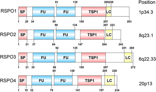 Figure 1. Domain structure and chromosomal localization of human RSPOs. The lengths of RSPO1-4 are 263, 243, 292, and 234 amino acids, respectively. SP: signal peptide; FU: The furin-like cysteine-rich region; TSP1: thrombospondin type 1 repeats; LC: low complexity region.