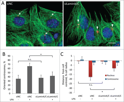 Figure 4. Centrosome orientation and nuclear movement in wounded monolayers of serum-starved C2C12 myoblasts require A-type lamins. A, Immunofluorescence images showing microtubules (green), pericentrin (red) and nuclei (blue) in LPA-stimulated C2C12 myoblasts at the edge of a wounded monolayer after treatment with the indicated siRNAs (siNC refers to control non-coding siRNA). Arrows indicate oriented centrosomes; arrowheads indicated unoriented centrosomes. Bar, 10 μm. B, Quantification of centrosome orientation in LPA-stimulated C2C12 myoblasts treated with the indicated siRNAs as in A. C, Positions of the nucleus and the centrosome in LPA-stimulated C2C12 myoblasts treated with the indicated siRNAs as in A. Error bars in B and C are SD from 3 experiments (n > 30 cells per experiment). ns, not significant; *, P < 0 .05 by t-test.