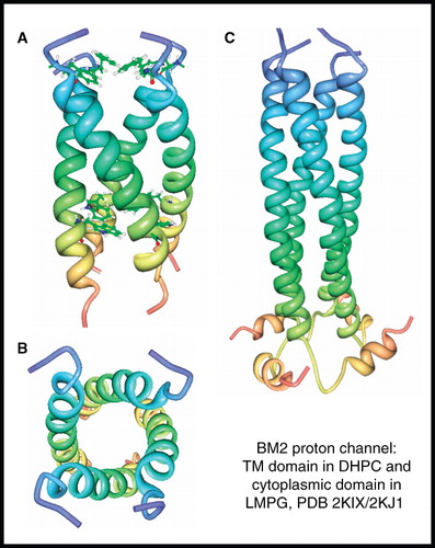 Figure 5. NMR structure of BM2 proton channel from influenza B virus. Structure of BM2 transmembrane domain (residues 1–33) in DHPC; (A) view from the membrane plane showing the occluding residues Phe5 and Trp23 and (B) view from the cytosol. Structure of BM2 cytoplasmic domain (residues 26–109) in LMPG (C). These pictures were produced using the PDB files and PDB Protein Workshop 3.9 (Moreland et al. Citation2005). This Figure is reproduced in colour in Molecular Membrane Biology online.