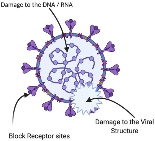 Figure 8 Possible antiviral mechanism of the plant-based SeNPs.