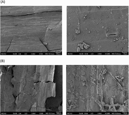 Figure 1. Scanning electron micrographs of rice straw (A) and rice straw fermented by Trichoderma (B).