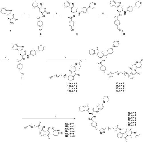 Scheme 1. Synthesis of AIMP2-DX2 PROTACs 13–16, 18–23. Reagents and conditions: (i) 4-cyanobenzenesulfonyl chloride, TEA, THF:H2O, 0–25 °C, overnight; (ii) 4-morphlinoaniline, HATU, DIPEA, DMF, 25 °C, overnight; (iii) LiAlH4, THF, 0–25 °C, overnight; (iv) ADMP, DCM, DMAP, 25 °C overnight; (v) (+)-Sodium L-ascorbate, copper(II) sulphate pentahydrate, DMSO, 25 °C, overnight.