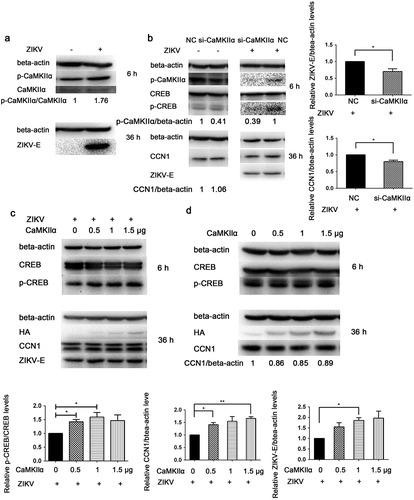 Figure 8. CaMKIIα regulates CREB Ser133 phosphorylation and affects CCN1 expression and ZIKV replication. (a) CCF-STTG1 cells were seeded in 35-mm dishes. After 16–18 h of culture, the cells were infected with ZIKV (MOI = 3) for 2 h. The cells were harvested 6 h or 36 h post-infection for western blot. Densitometry ratio of p-CaMKIIa blots to CaMKIIa were labeled below the blots (b) si-CaMKIIα (50-nM per well) was transfected into CCF-STTG1 cells in a 6-well plate using LipofectamineTM 3000. After transfection for 43–46 h, the cells were inoculated with RPMI or ZIKV (MOI = 3). Subsequently, the cells were harvested 6 h or 24 h post-infection for western blot. Densitometry from p-CaMKIIa and CCN1 blots normalized for beta-actin were labeled below the blots.The relative level of ZKIV E and CCN1 protein of three experiments were quantized and summarized in the bar graph on the right(c, d) HA-CaMKIIα (0–1.5-μg) per well was transfected into CCF-STTG1 cells in a 6-well plate using LipofectamineTM 3000. After transfection for 8–10 h, the cells were inoculated with ZIKV (MOI = 3) (c) or mock infected with RPMI-1640 (d) . Subsequently, the cells were harvested 6 h or 36 h post-infection for western blot. The relative level of p-CREB, CCN1 and ZKIV E protein of three experiments were quantized and summarized in the bar graphs below.The blots were visualized and analyzed using the Bio-Rad imaging system. Statistical analyses were performed using GraphPad Prism 6.0 software. Data are expressed as the mean ± standard deviation (SD) (*, P < 0.05; **, P < 0.01; ***, P < 0.001)