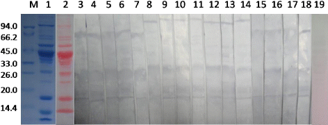 Figure 1. SDS-PAGE and western blot protein profile of the largemouth bass extract. M: molecular weight marker; 1: largemouth bass proteins profiled with Coomassie blue stain; 2: visualisation of proteins transferred to nitrocellulose with Ponceau; 3: western blots incubated with pooled fish-allergic serum; 4–18: western blots incubated with 15 individual sera from patients with fish allergy; 19: negative control serum.