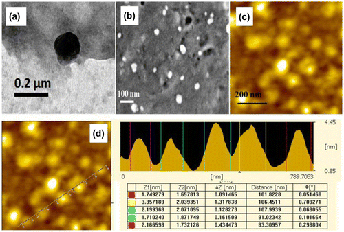 Figure 3. TEM, SEM, and AFM micrographs of the purified DLL-II nanoparticles. (a) Transmission electron micrograph of the purified DLL-II lectin nanoparticles. (b) Scanning electron micrograph of the purified DLL-II lectin nanoparticles. (c) AFM images of DLL-II lectin nanoparticles. (d) Cross-sectional line profile of the AFM image of DLL-II lectin nanoparticle.