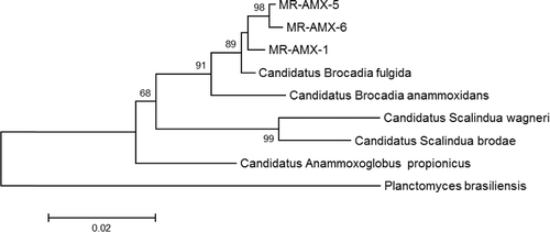 Figure 4. Phylogenetic tree showing relationships of anaerobic digester enrichment culture 16S rRNA gene clone to other anammox bacteria. The scale bar represents 2% sequence divergence.