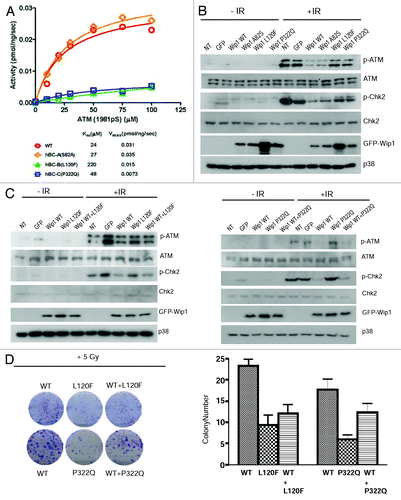 Figure 2. Wip1 variants A82S, L120F, and P322Q affect the DNA damage response pathway and biological response to IR. (A) Phosphatase activity was measured by a malachite green/molybdate-based assay as described in “Materials and Methods”. Wip1 L120F(green triangle) and P322Q (blue square) both have a reduced phosphatase activity, while Wip1 A82S (orange triangle) has a phosphatase activity similar to Wip1 WT (red circle). (B) HeLa cells were transfected with Wip1 WT and variants, then irradiated the next day for 30 min with 5 Gy IR. Western blotting was completed using antibodies specific to p-ATM (Chemicon), ATM, p-Chk2, Chk2, GFP, and p38 (loading control). (C)After transfection of a 1:1 ratio of Wip1 WT and L120F (left) or P322Q (right), cells were treated as in (B) and probed with the same antibodies.(D)Colony-formation assay was performed using HeLa cells transfected with empty vector, pCAG-GFP Wip1 WT, or L120F or P322Q. Following irradiation, cells were plated for colony formation as described in “Materials and Methods”. Colonies were imaged (left) and counted (right).