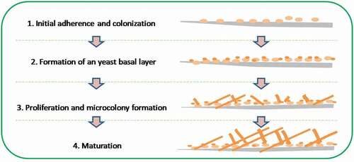Figure 4. Various phases of biofilm formation by fungi