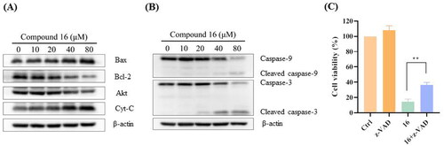 Figure 3. Compound 16 induced caspase-dependent apoptosis in H1975 cells. (A) Western blotting analysis of Bax, Bcl-2, Akt, and Cyt-C protein levels. (B) Western blotting analysis of caspase-9, and -3. (C) Cell viability following treated with compound 16 (40 μM) for 24 h alone or with pre-treatment with z-VAD (20 μM) as measured by MTT assay. **p < 0.01 compared with the control.