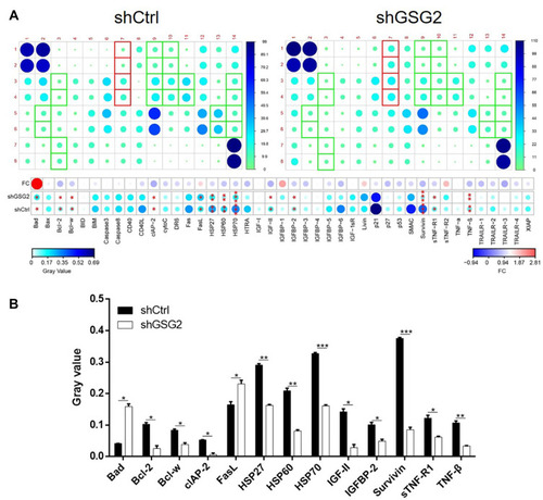 Figure 5 GSG2 regulated cell apoptosis of ovarian cancer through regulating apoptosis-related proteins. (A) A human apoptosis antibody array was used to detect the expression of 43 apoptosis-related proteins in shGSG2 and shCtrl cells. (B) Differentially expressed proteins were identified and shown. Data were shown as mean with SD. *P < 0.05, **P < 0.01, ***P < 0.001.