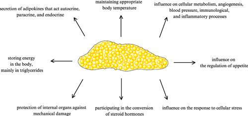 Figure 1 Function of fat tissue in the human body.Citation8