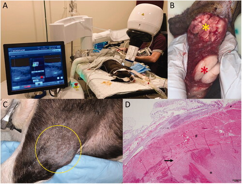 Figure 1. HIFU treatment of a dog diagnosed with 2 masses located on the proximal left leg, infiltrating the triceps muscle. Both masses were diagnosed as low grade liposarcoma. (A) Treatment setup. The dog is under inhalational general anesthesia in combination with local block of his left brachial nerve. The VTU is positioned over the targeted tumor, and the treatment is monitored in real time via ultrasonography. (B) Gross image of the resected tumors. The yellow star indicates the treated tumor, characterized by diffuse hemorrhage and tan color, and the red star indicates the untreated tumor, lacking hemorrhage and pale white color. (C) The tumor treatment site (yellow circle) 4 days post HIFU treatment with no visible evidence of heat damage. (D) Microscopy image of the treated tumor stained with standard H&E, demonstrating coagulative necrosis and haemorrhage.