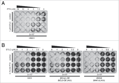 Figure 5. Mutual suppressive effect of STLC and paclitaxel on cell killing. (A) Innately apoptosis-reluctant HMVII cells were treated with paclitaxel with (lower 2 rows) or without (upper 2 rows) 1 µM STLC, incubated for 7 days in fresh medium, and then stained. Note that the combination of 1 µM STLC and 0.5 nM paclitaxel resulted in better growth than with 1 µM STLC alone. (B) Growth of HeLa-based cell lines treated with an increasing dose of STLC with (lower 2 rows) or without (upper 2 rows) 0.75 nM paclitaxel. Addition of paclitaxel clearly suppressed cell killing by STLC.