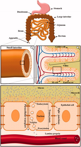 Figure 1. Anatomy of the small intestine and the implications for orally applied nanocarriers. Multiple consecutive close-ups are displayed. In order to enter the bloodstream, orally applied nanocarriers have to cross multiple borders of the human body. Especially the uptake and crossing of enterocytes in the small intestine mark a key challenge in oral drug delivery via nanocarriers.