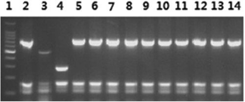 Fig. 4 AMOS-PCR of isolates in Qingyang.Lane 1: 100-bp DNA ladder; 2: B. melitensis bv. 1 (16 M reference strain); 3: B. abortus 544; 4: B. suis bv. 1 (S2 vaccine); 5–14: the 10 B. melitensis isolates