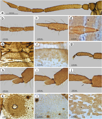 Figure 28. Morphological features of apterous viviparous female of S. rubi comb. nov.: (a) antenna, (b) sensilla on ANT IV, V and VI, (c) ANT VI with sensilla, (d) ultimate rostral segments, (e) mesosternal furca, (f) dorsal thoracic cuticle, (g) HT II, (h) first segment of fore tarsus, (i) first segment of middle tarsus, (j) first segment of hind tarsus showing the peg-like sensillum, (k) SIPH, (l) dorsal abdominal chaetotaxy, (m) dorsal abdominal cuticle.