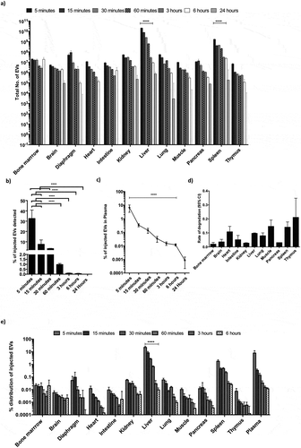 Figure 4. Dynamic biodistribution of CD63-NanoLuc engineered EVs derived from cord blood MSCs stably expressing CD63-NanoLuc. a) Total number of EVs detected in different organs at various time points following IV administration of 1×1011 EVs (n = 4). b) Cumulative percentage of injected EVs detected in assayed organs after IV administration of 1×1011 EVs (n = 4). c) Line graph displaying the percentage of injected EVs detected in plasma at different time points after IV administration of 1×1011 EVs (n = 4). d) Calculated 95% CI of rate of signal degradation in different organs over time. e) Percentage of injected EVs detected in different organs over time after IV administration of 1×1011 EVs (n = 4). Data was analysed by two-tailed student’s test: *p < 0.05; **p < 0.01; ***p < 0.001; ****p < 0.0001.