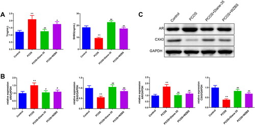 Figure 5. WZBS recipe affected the serum content of T and SHBG, the expression of AR and CX43 in LE-induced PCOS rats. (A) WZBS recipe decreased serum T content and increased serum SHBG content in the PCOS rats. (B) WZBS recipe decreased AR mRNA expression and increased CX43 mRNA expression in the PCOS rats. (C) WZBS recipe decreased AR protein expression and increased CX43 protein expression in the PCOS rats.*p < 0.05 and **p < 0.01 vs. Control, #p < 0.05 and ##p < 0.01 vs. PCOS. Data were presented as mean ± SD. n = 3.