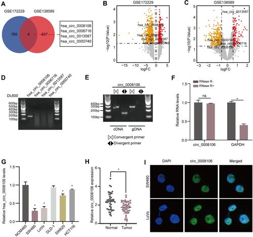 Figure 1 circLRCH3 is downregulated in CRC and characteristics of circLRCH3. (A) Overlapping analysis between GSE172229 and GSE138589. (B and C) The volcano plot of the four DECs in GSE172229 and GSE138589 datasets, respectively. (D) RT-PCR assay with divergent primers showing the detectable and undetectable circRNAs in cultured SW480 cells. (E) RT-PCR products using divergent and convergent primers indicating circularization of circLRCH3. cDNA represents complementary DNA. gDNA represents genomic DNA (right). (F) RT–qPCR assays were used to assess the expression of circLRCH3 and GAPDH mRNA in SW480 cells after treatment using RNase R. (G) RT-qPCR assay for the circLRCH3 in SW480, LoVo, DLD-1, SW620, HCT-116 and NCM460 cells. (H) RT-qPCR analysis of circLRCH3 in 46 CRC and NC samples. (I) The RNA-FISH assay revealed the nuclear localization of circLRCH3 in SW480 and LoVo cells by an antisense probe (green). Nuclei were stained with DAPI. *P<0.05.